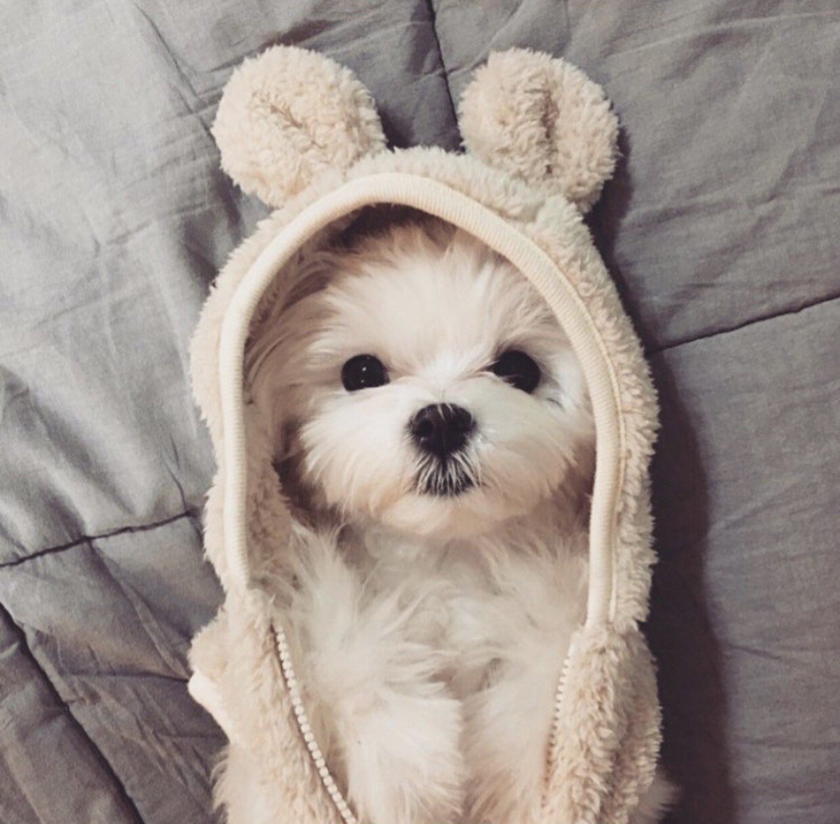 Вельш корги терьер