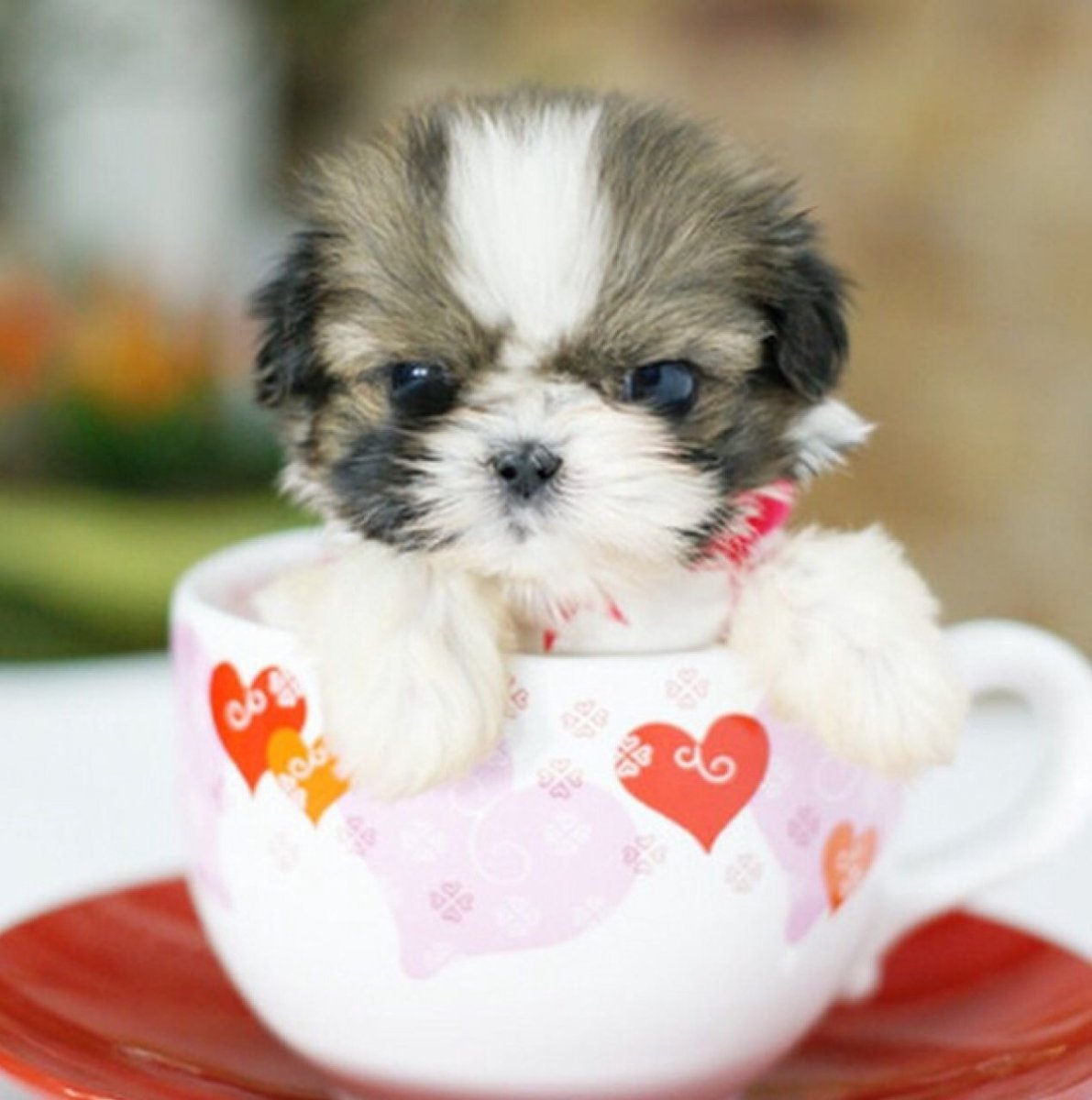 Померанский шпиц Браун