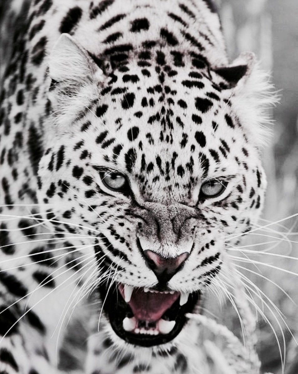 Леопард снежный Барс Ягуар