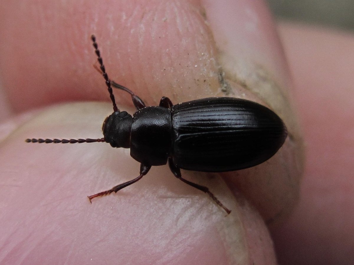 Усач короткоусый