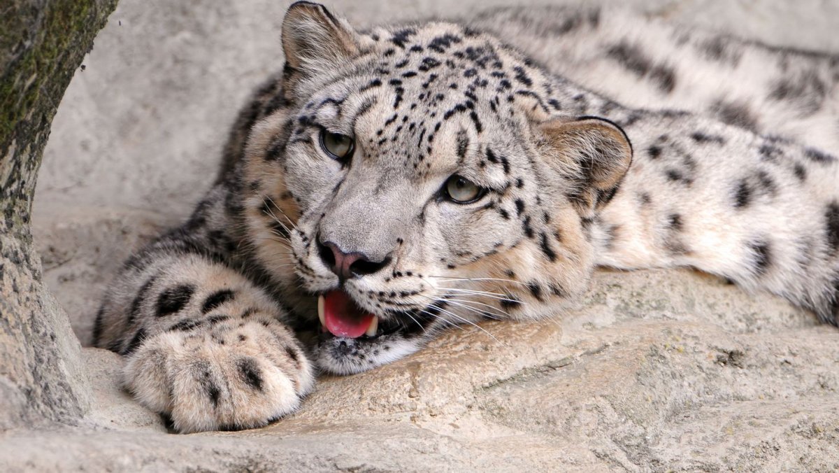 Снежный Барс и леопард