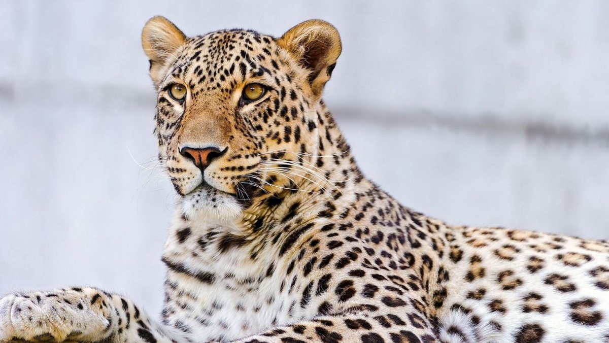 Пятнистый леопард