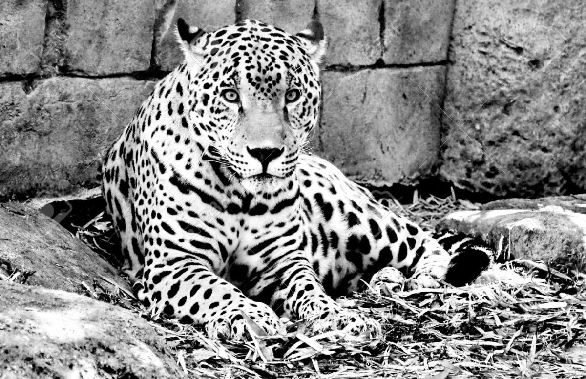 Jaguars Black and White