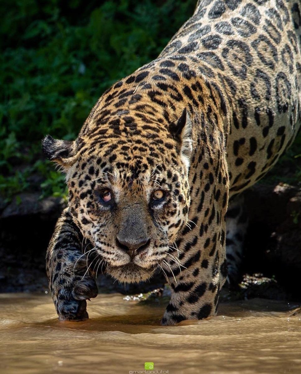 Ягуар животное