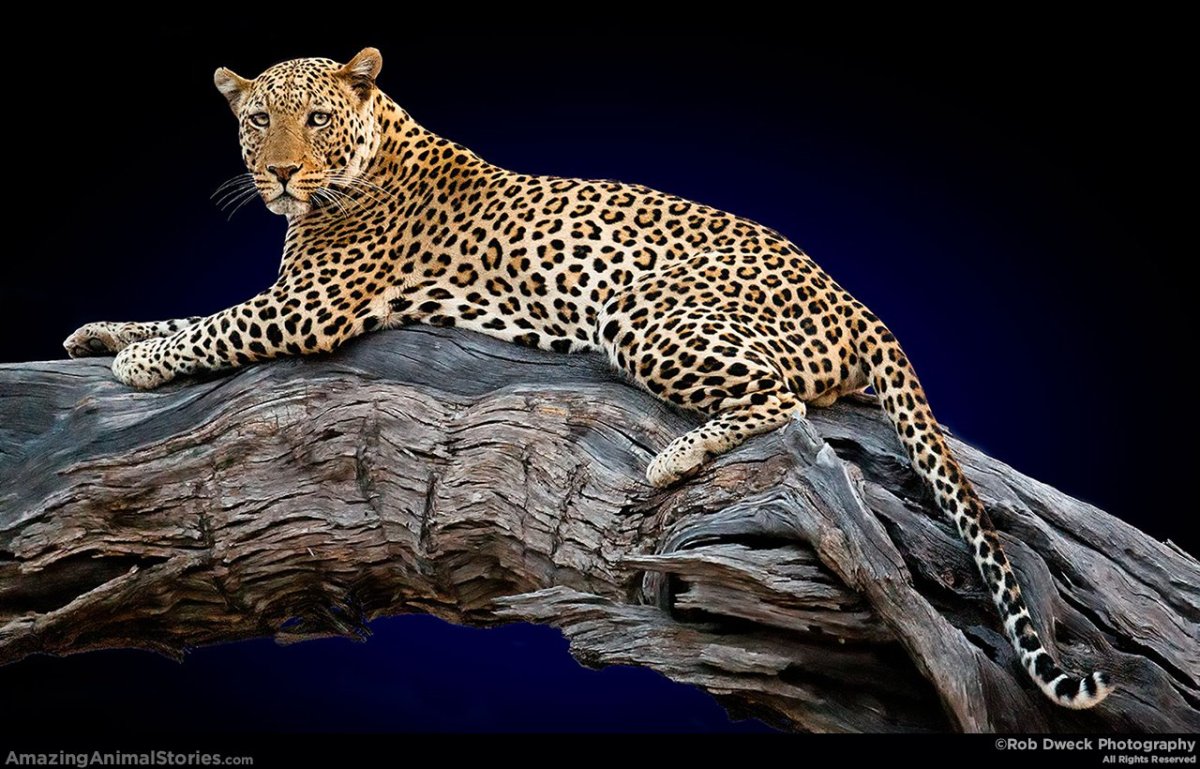 Ягуар лежит