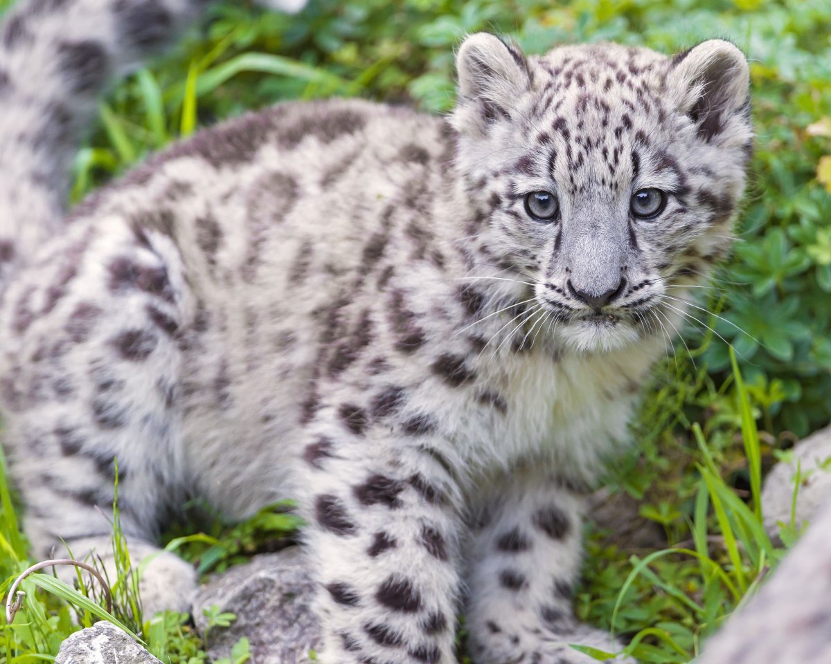 Белый Ягуар Барс