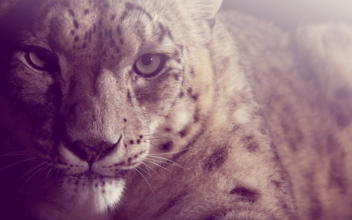 Пума и Ирбис