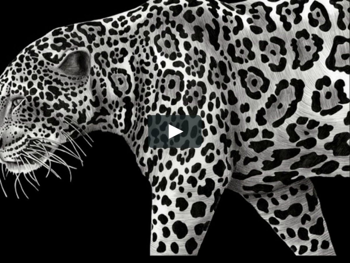 Ягуар животное