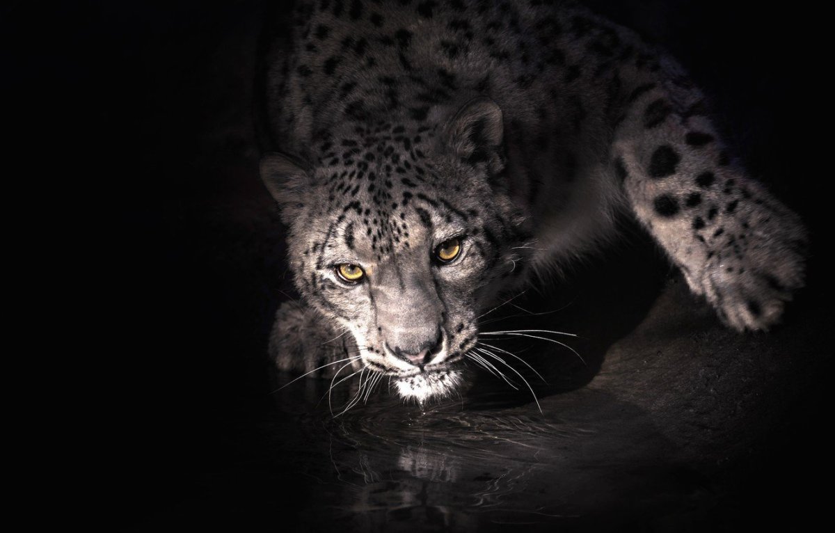 Пантера Ирбис