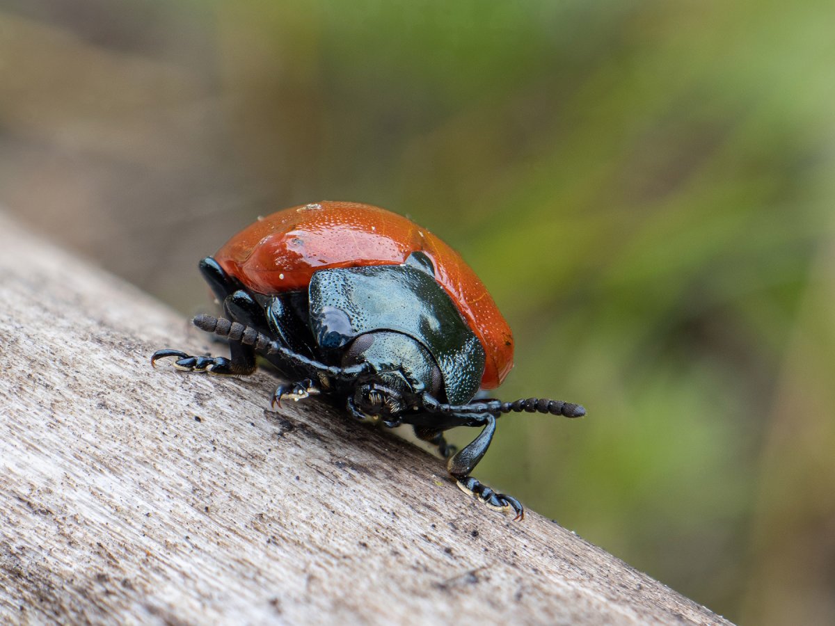 Листоед ясноточный рисунок