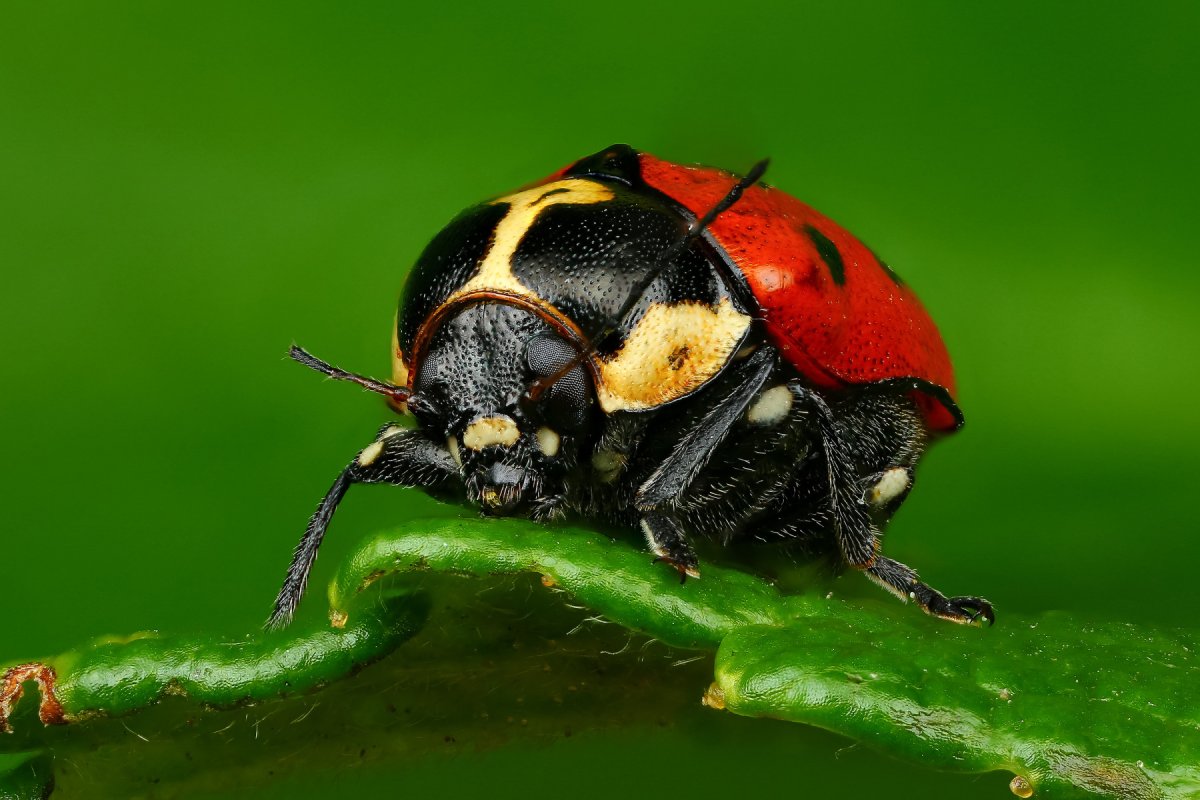 Жук Листоед капустный