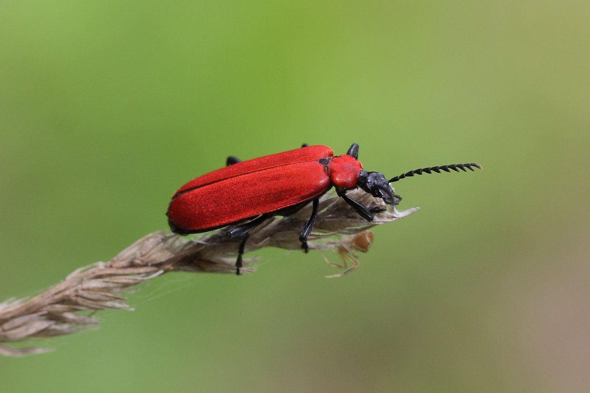 Краснокрылый Тополевый Листоед