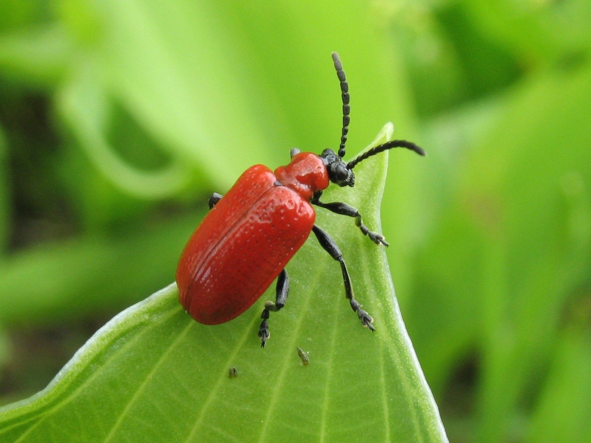 Жук Листоед смородиновый