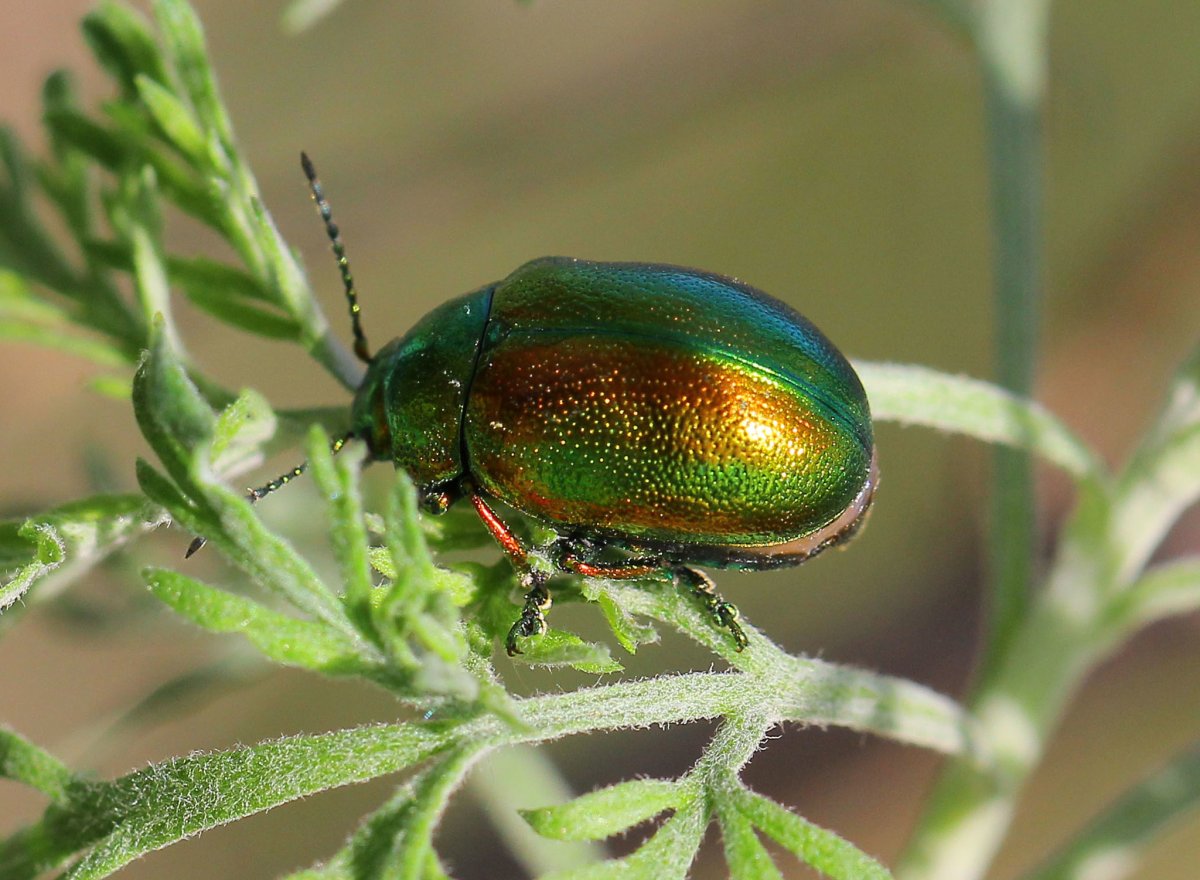 Красный Жук Листоед