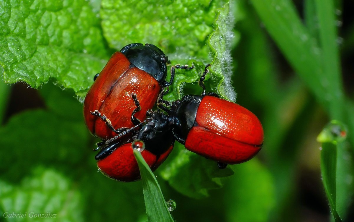 Жук трещалка