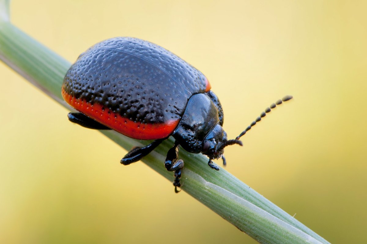 Лилейная трещалка