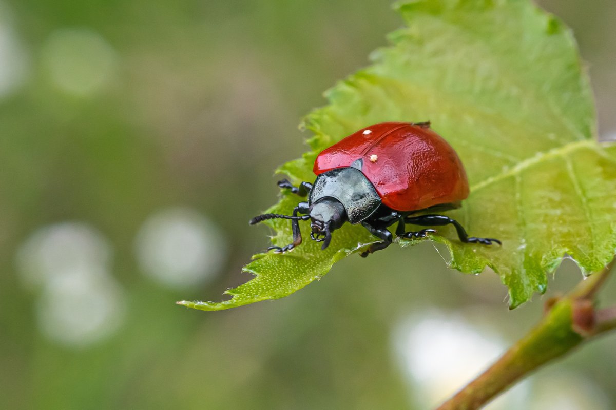 Листоед краснокрылый