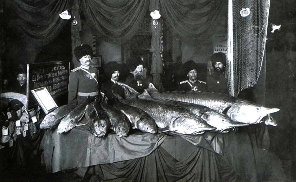 Белуга рыба