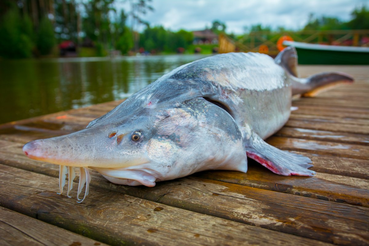 Белуга Черноморская