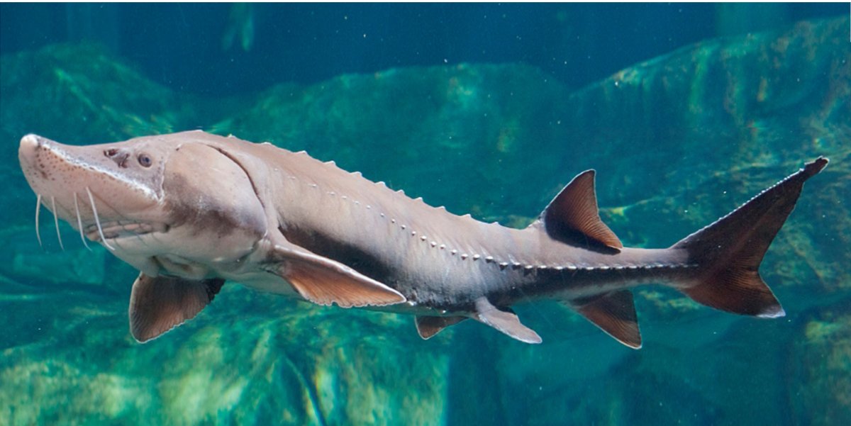 Вымершие животные рыбы