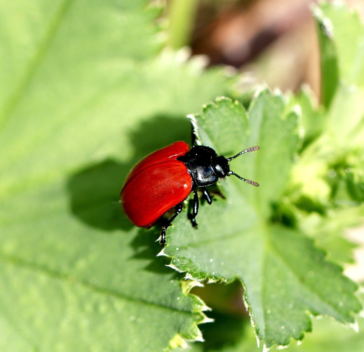 Чёрно красные жуки появляются на окне