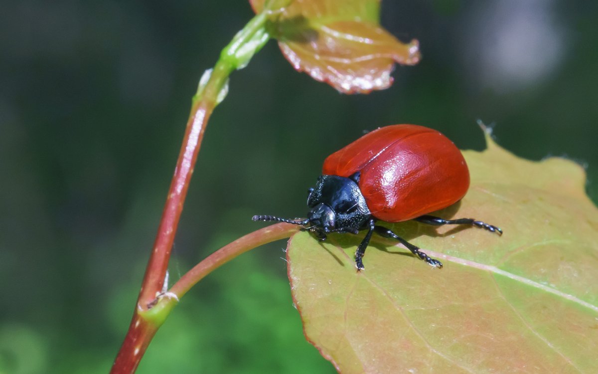 Листоед Божья коровка
