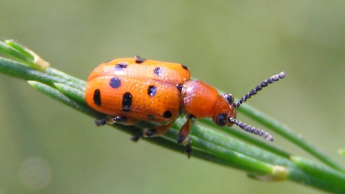 Жук(красный) Домран 14989