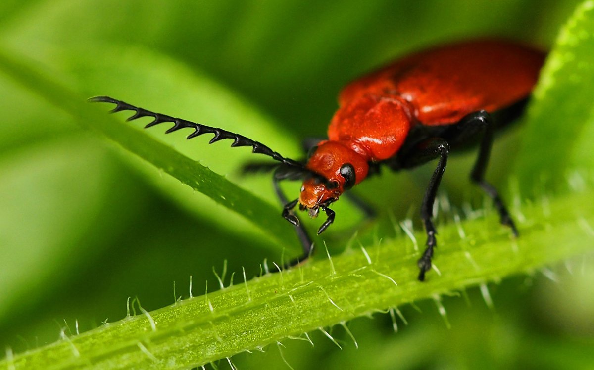 Жук Листоед Тополевый