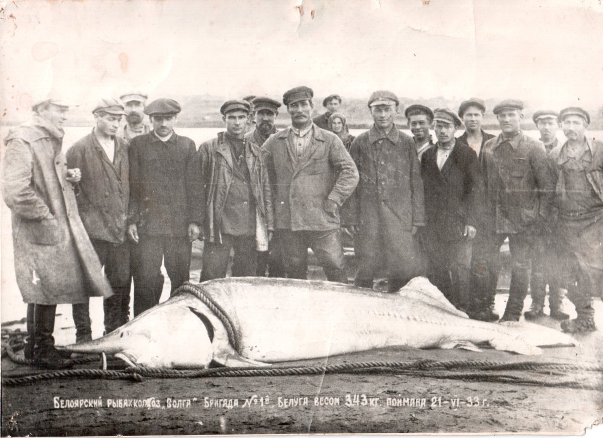 Белуга в Азовском море в 1921
