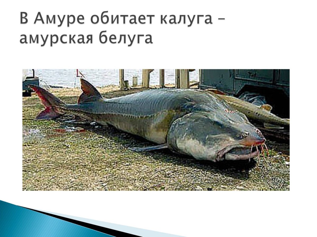 Осетр Белуга