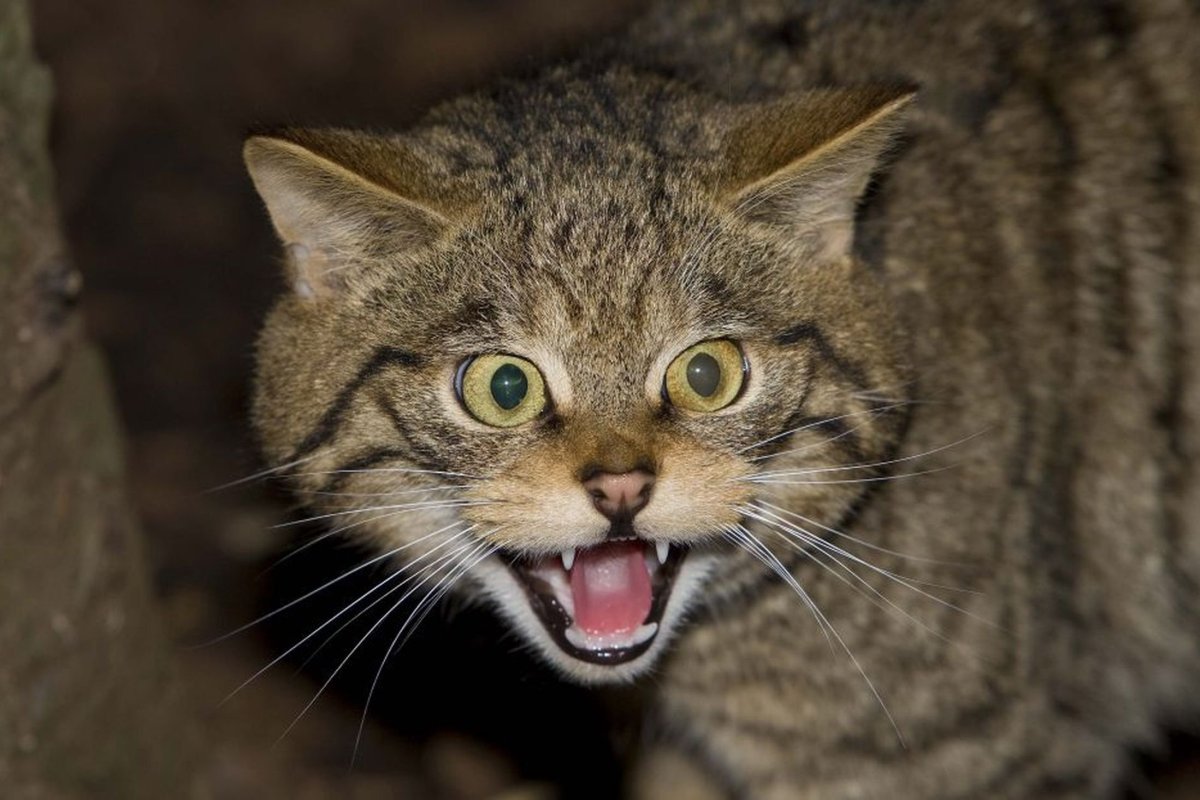 Опасные Дикие кошки
