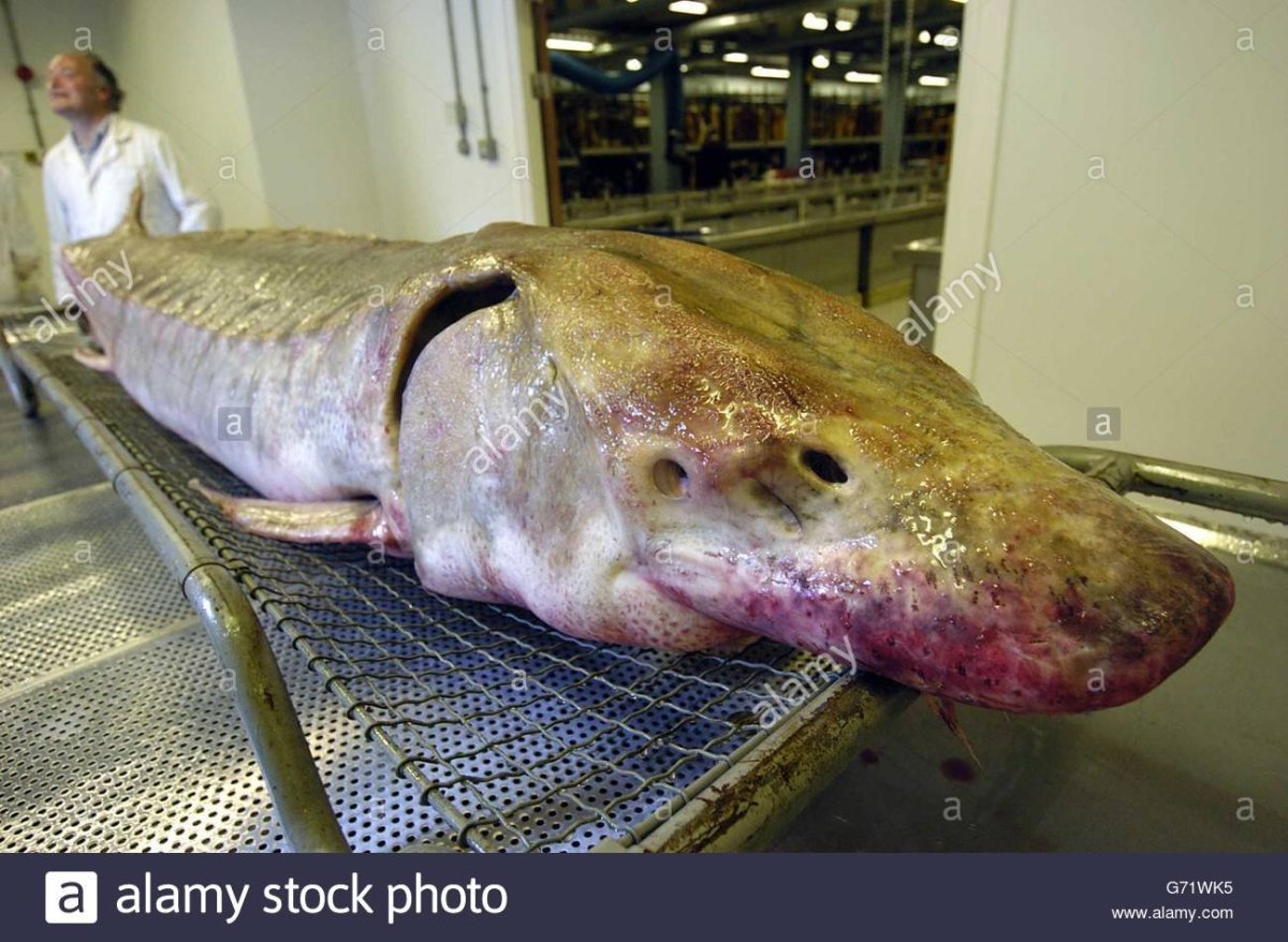 Белуга рыба