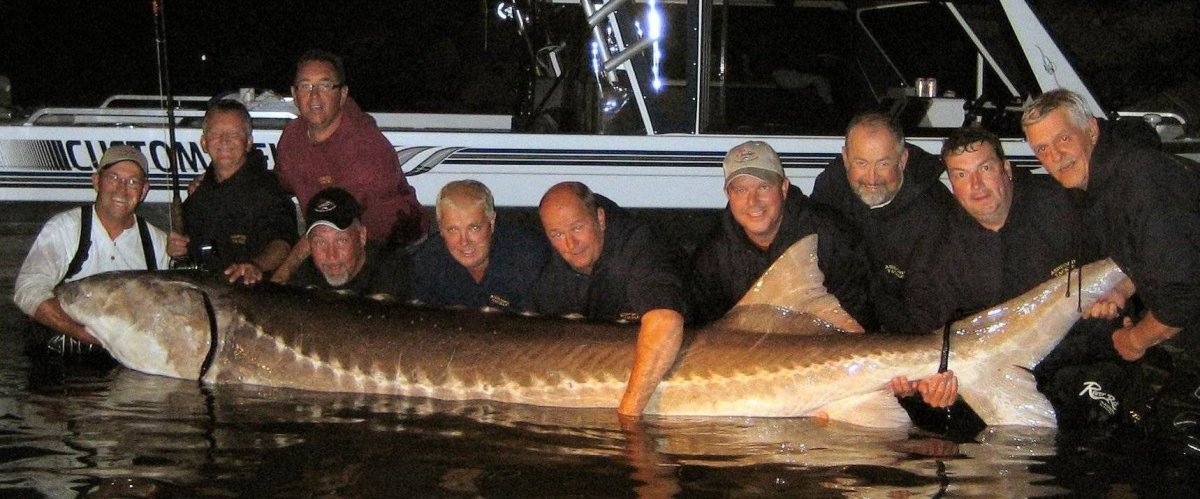 Тетюши рыба Белуга