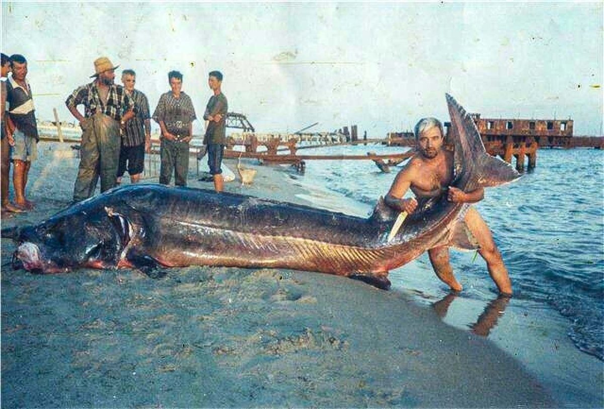 Белуга 200 кг