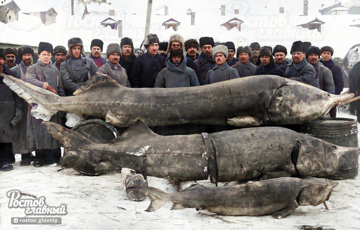 Тетюши Белуга 1921