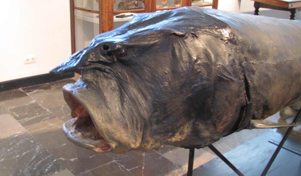 Калуга Амурская Белуга