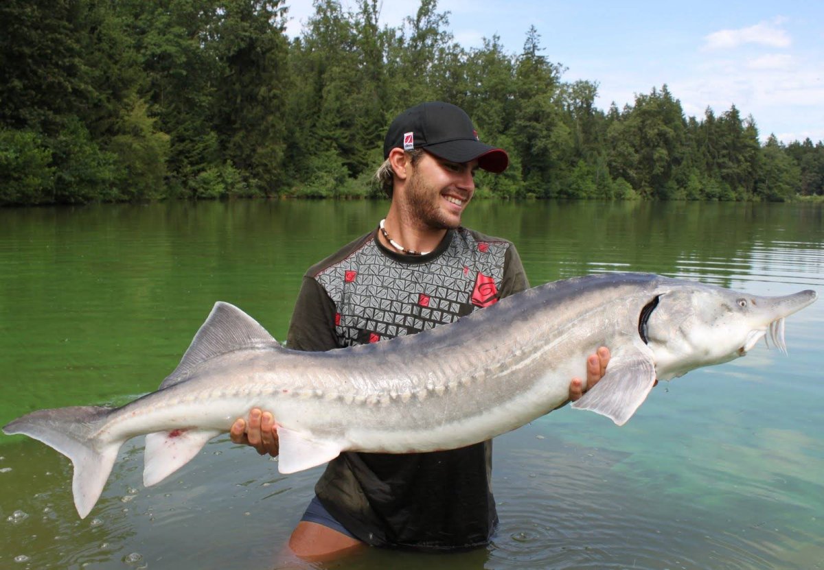 Белуга рыба