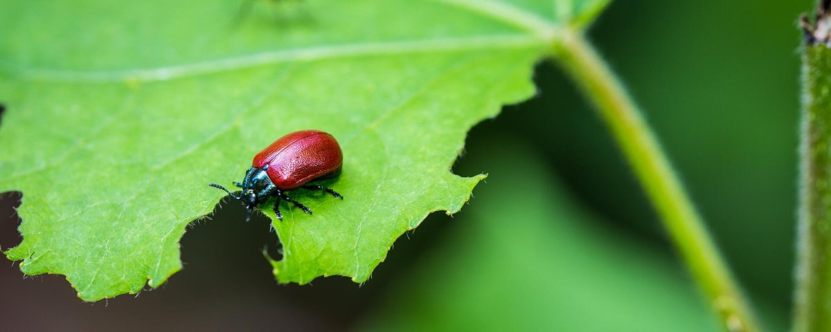 Жук долгоносик красный