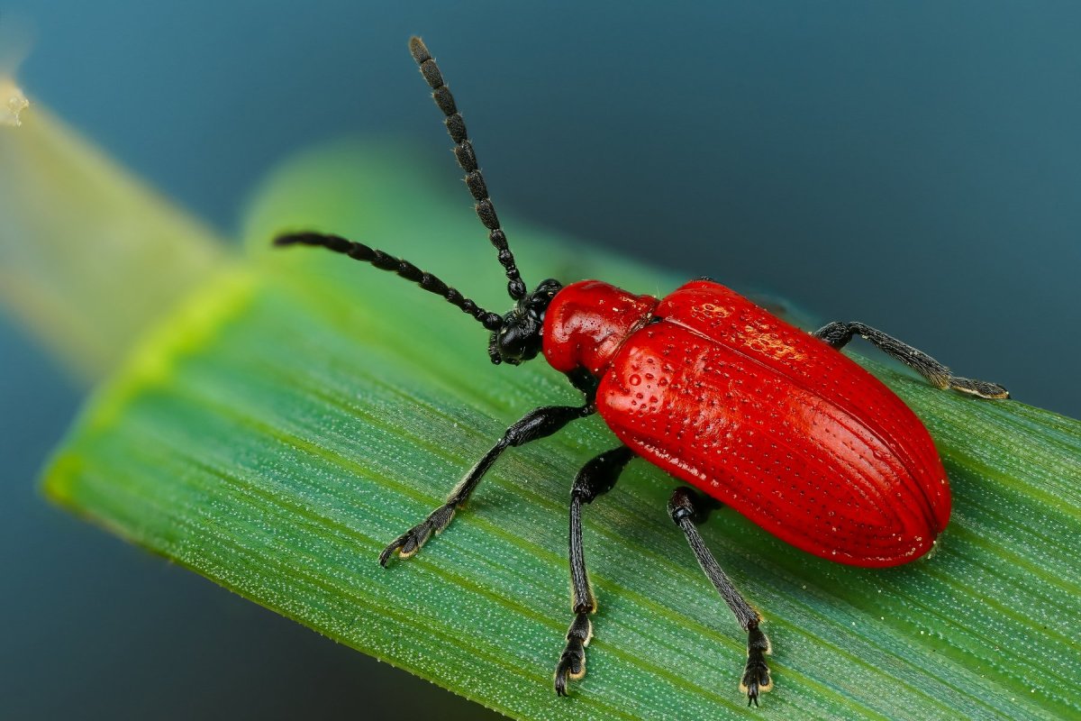 Жук Листоед