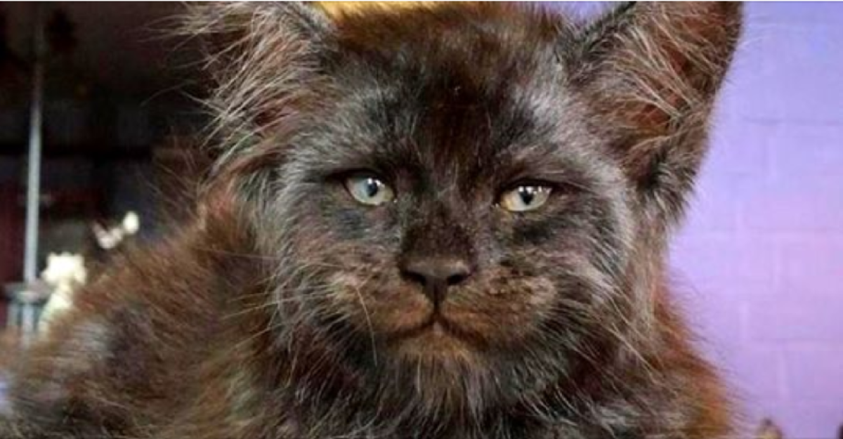 Страшные коты порода