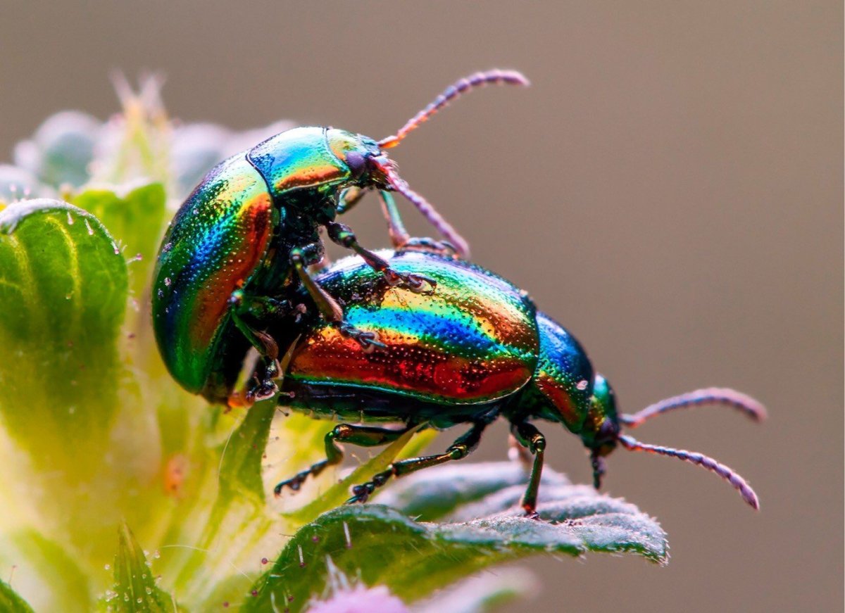 Жук Листоед зеленый