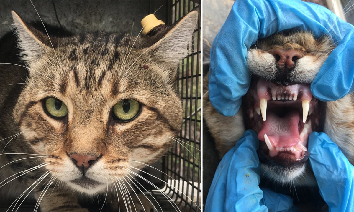 Прикольный кот