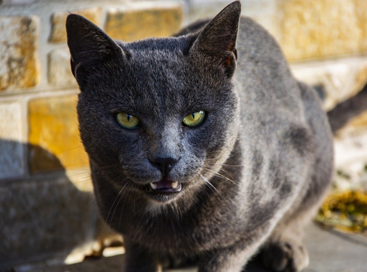 Амазонский Ягуар