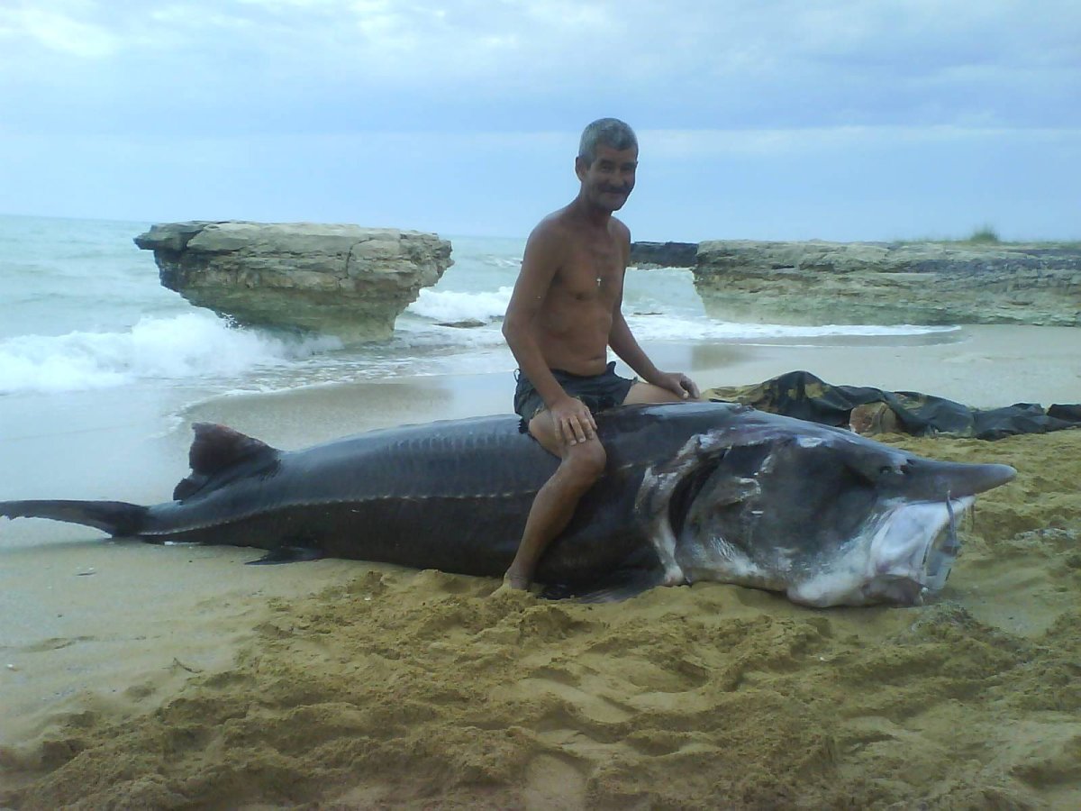 Азовская Белуга