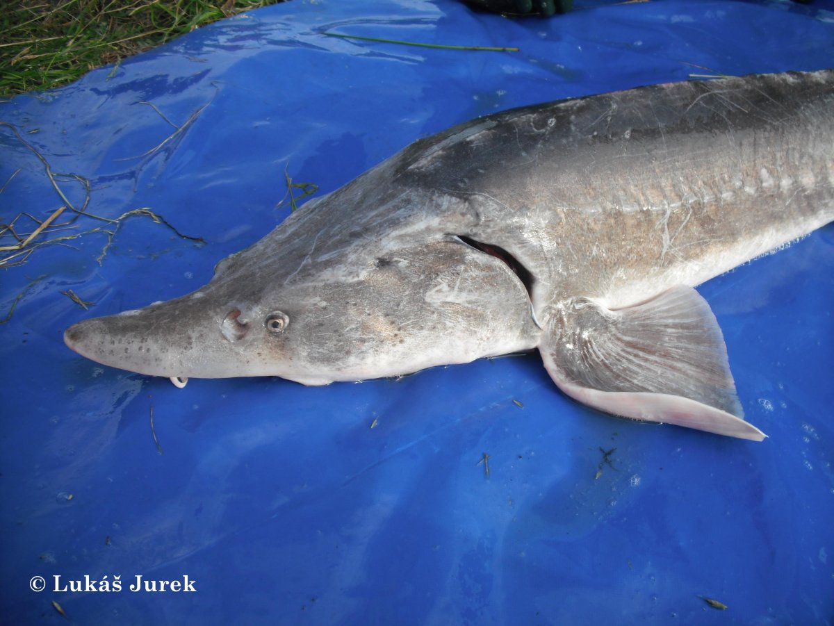 Белуга в начале 20 века в Волге