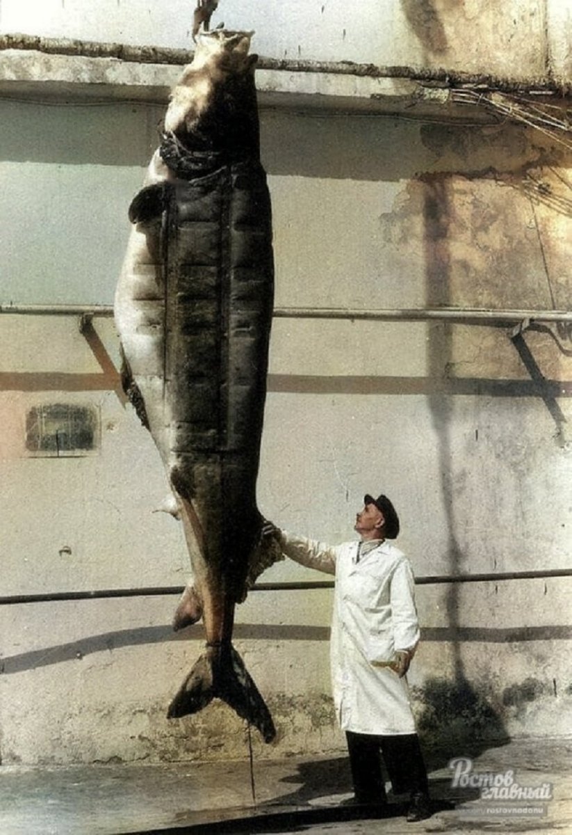 Белуга Huso Huso