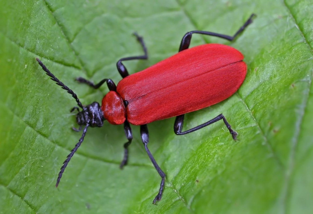 Красный Жук на листьях