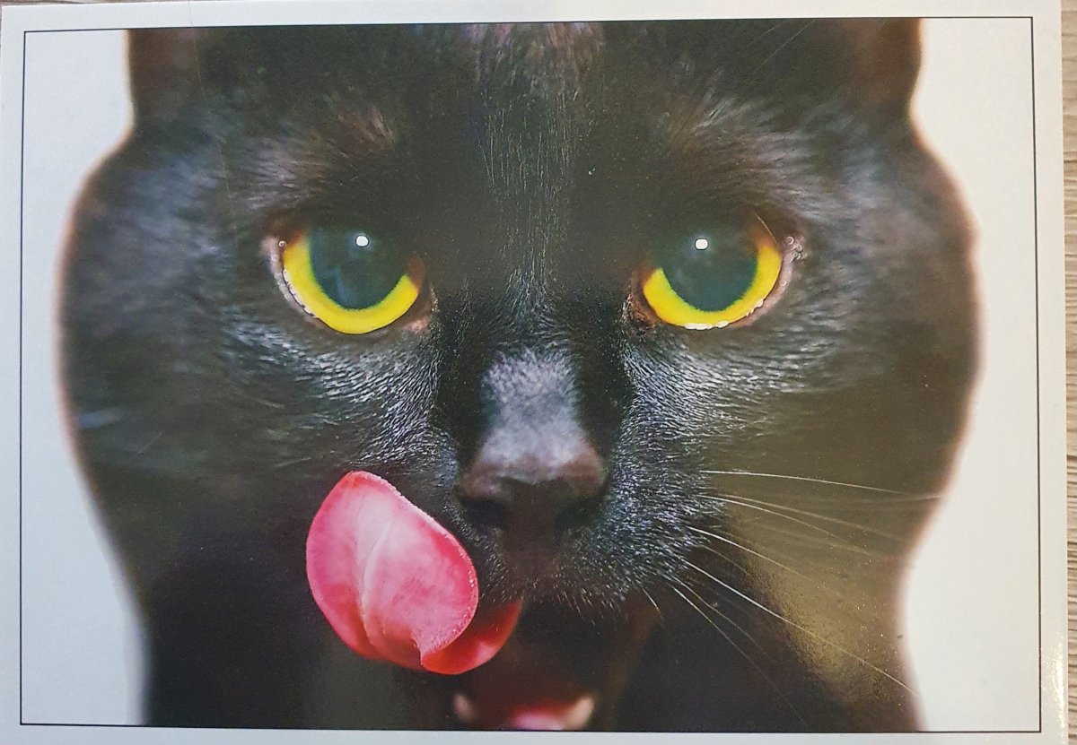 Голодный тигр