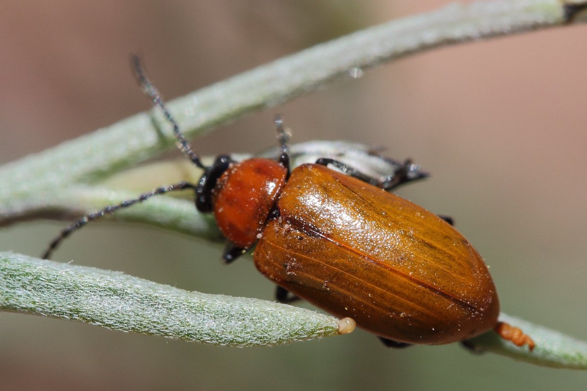 Pyrochroa coccinea