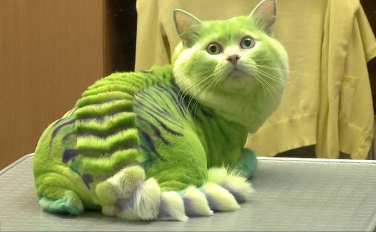 Пума черная и пантера